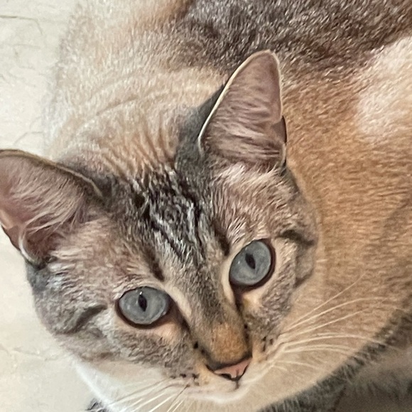 Meet your Posher, Bobbi - Picture 3 of 8